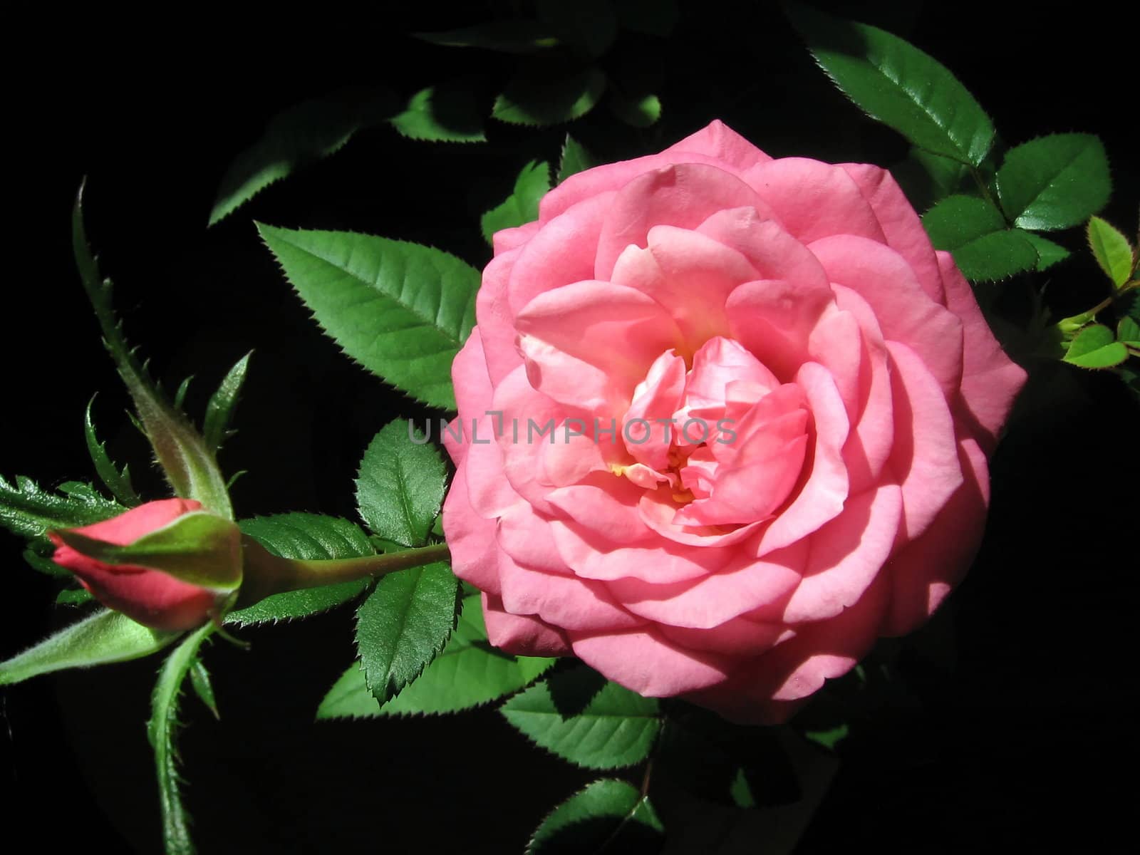 Pink rose flower on a black background