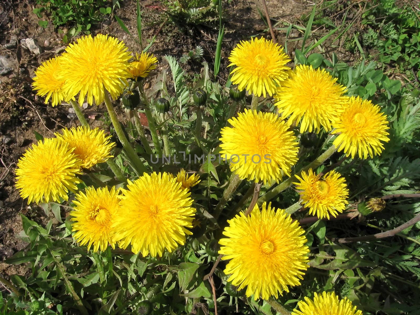 Set of yellow dandelions on the flowerbed
