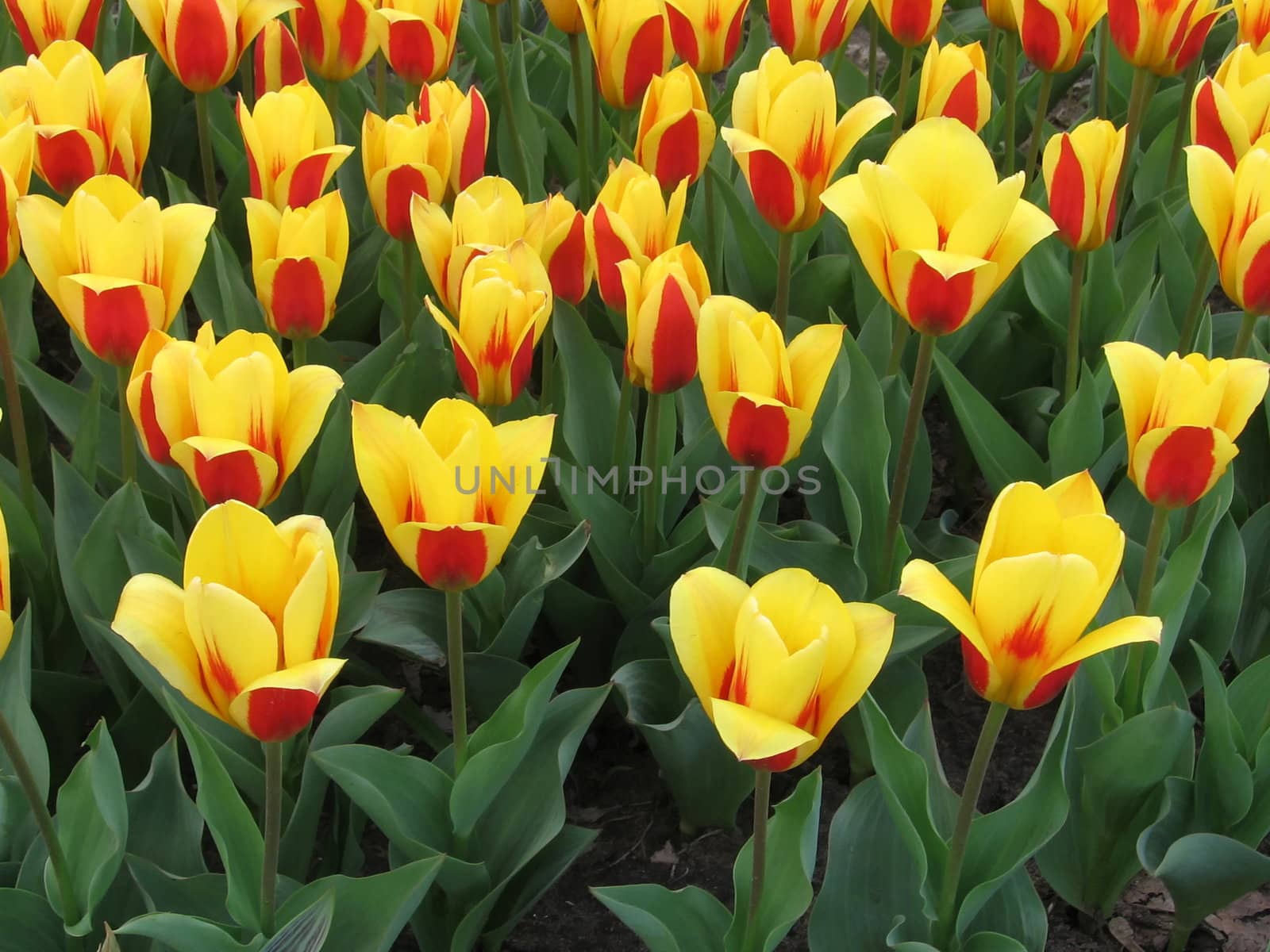 Background of various yellow tulips on the flowerbed