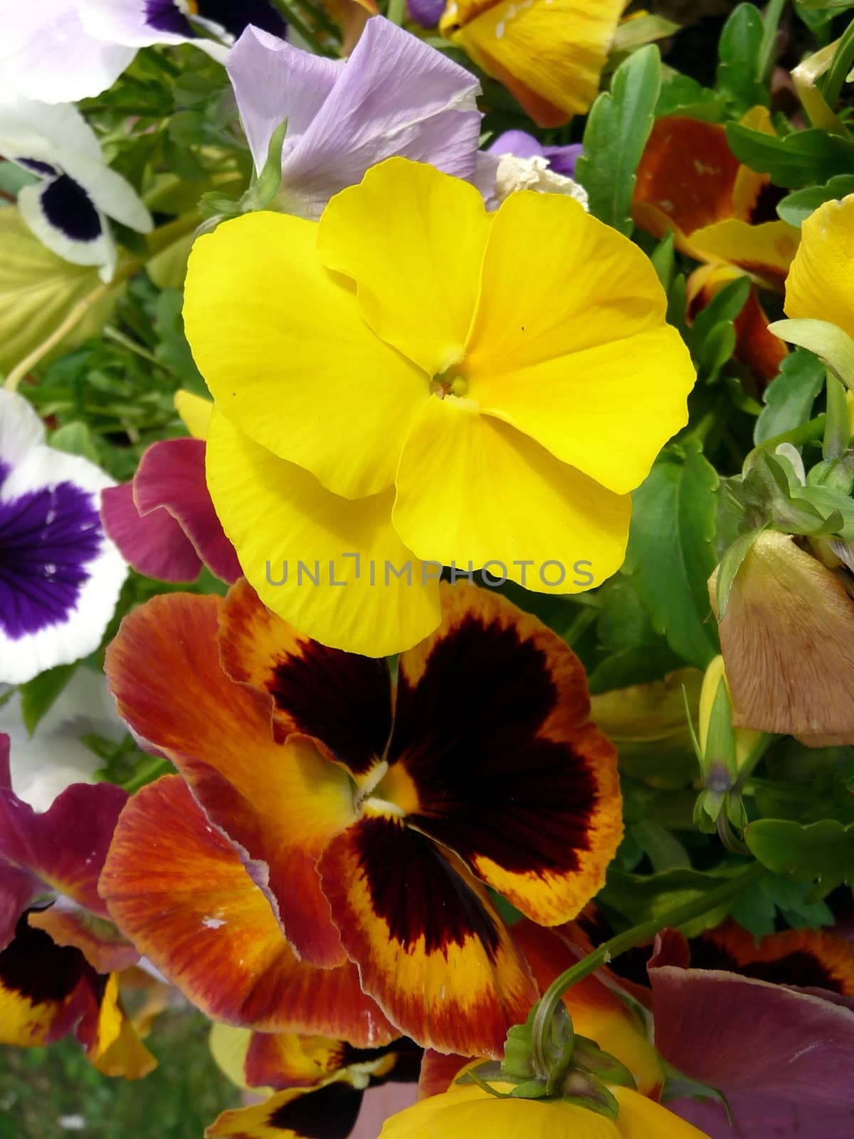 Yellow pansies by tomatto