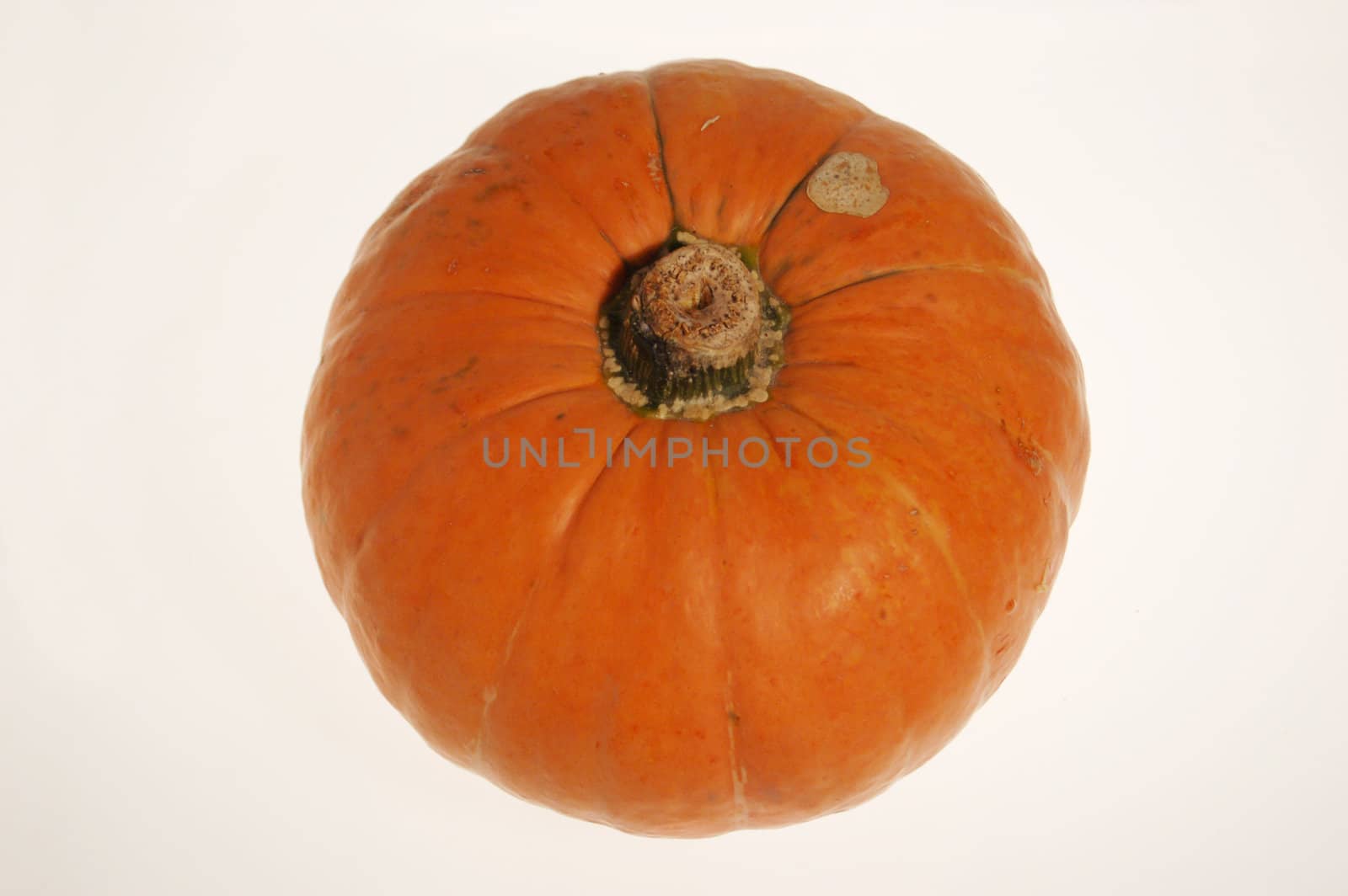 Pumpkin - autumn and halloween symbol