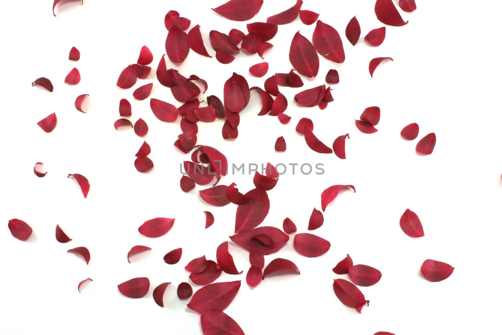 Red leaves randomly scattered on a white background