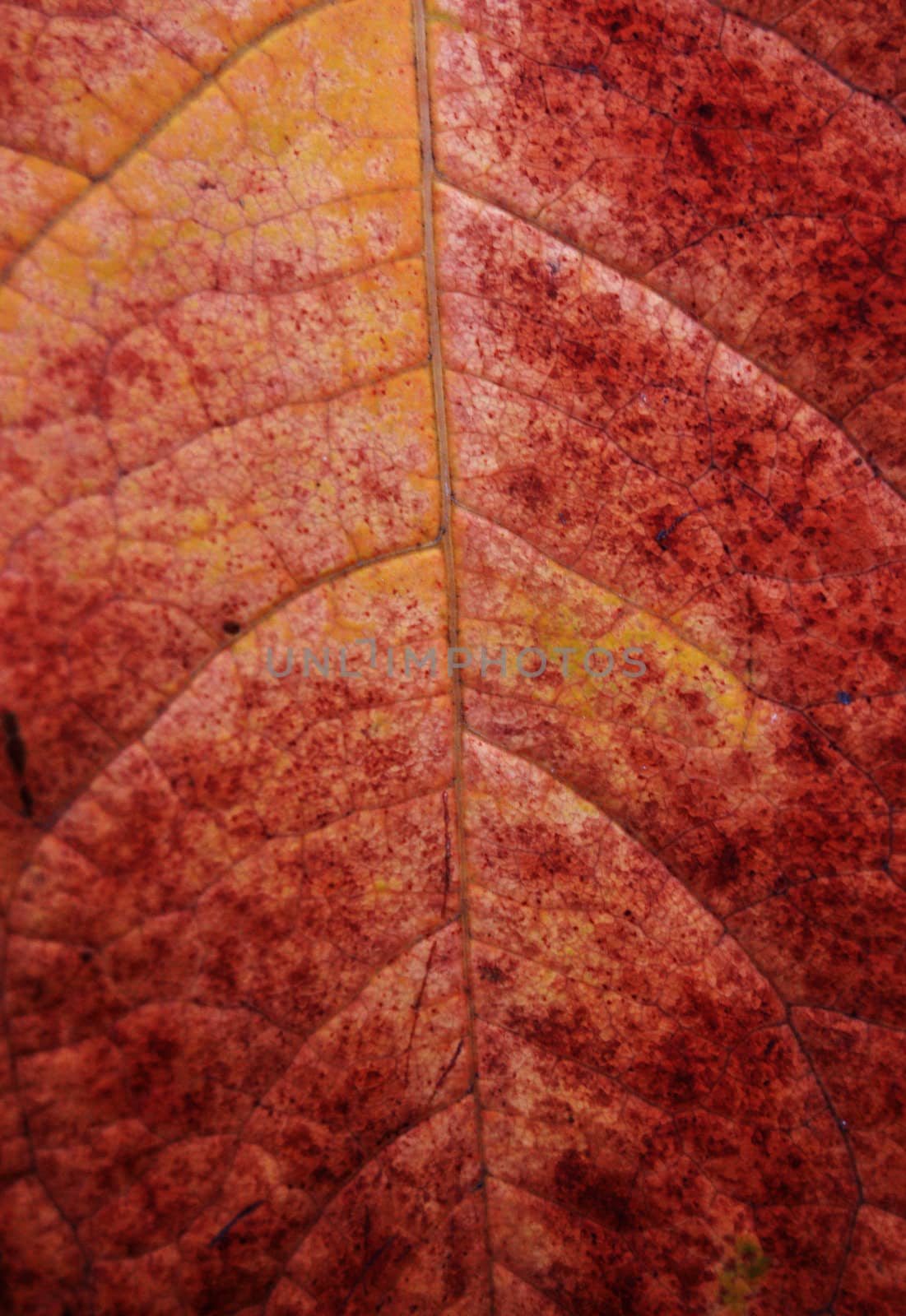 Polish golden autumn