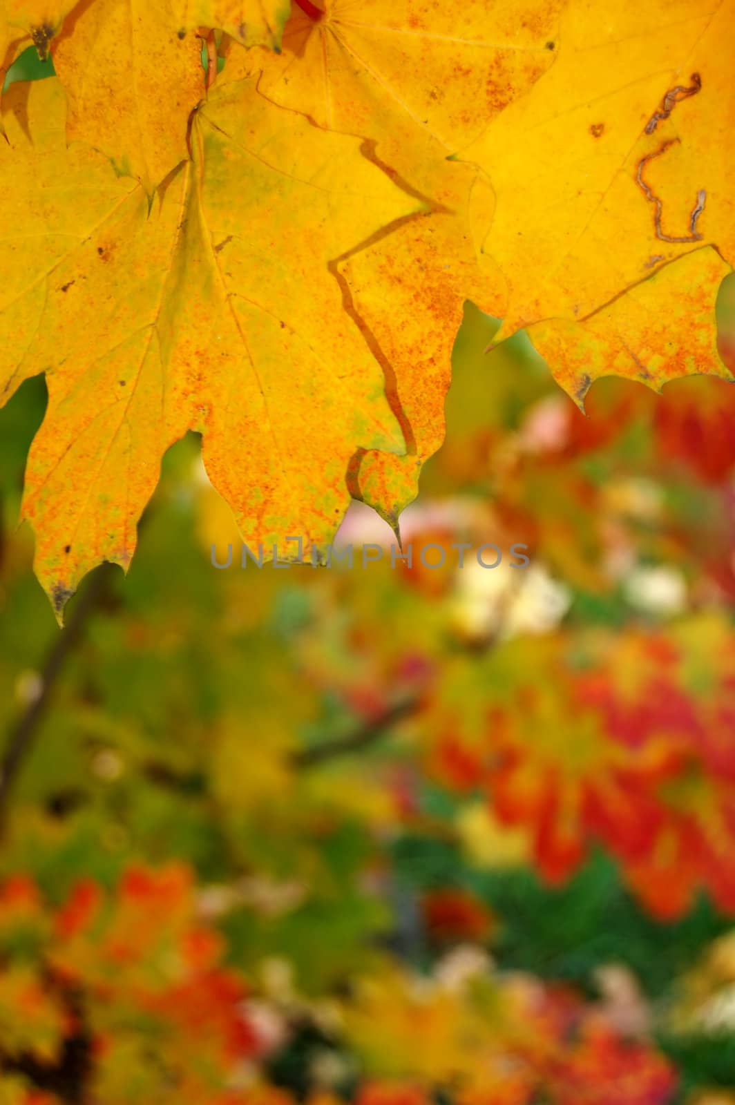 Polish golden autumn