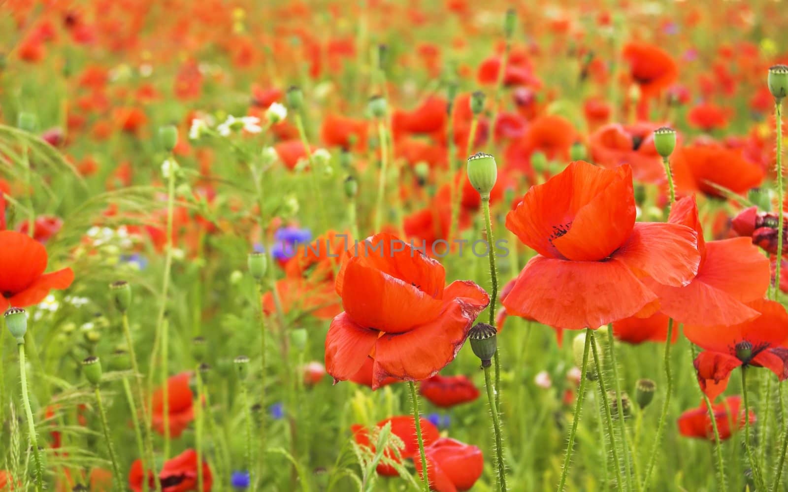 Many red poopy flowers on field