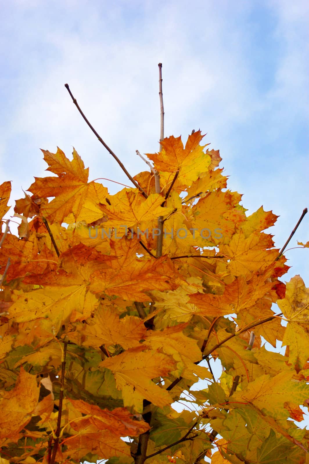 Leaves and blue sky by johnnychaos