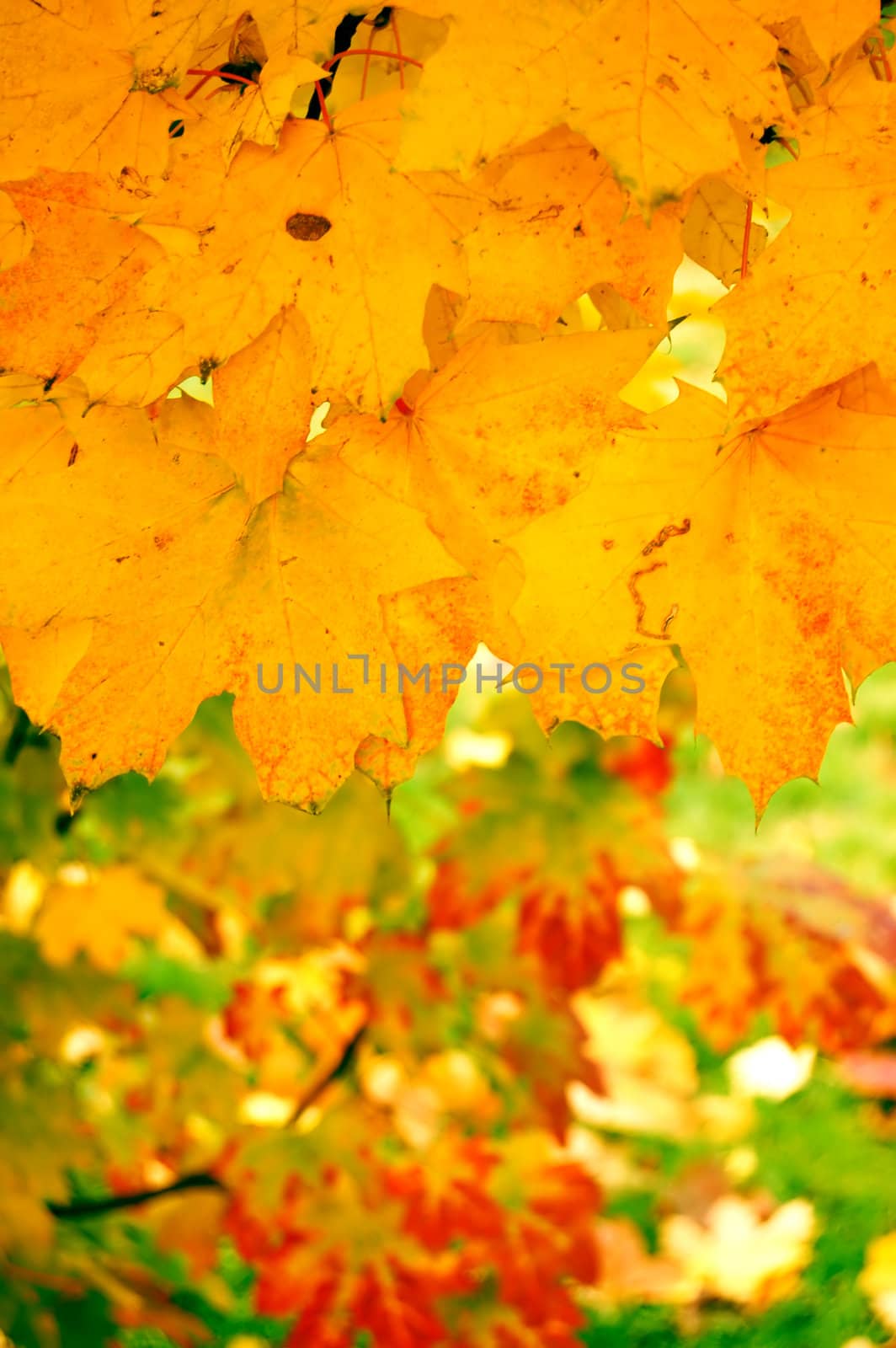 Autumn leaves by johnnychaos