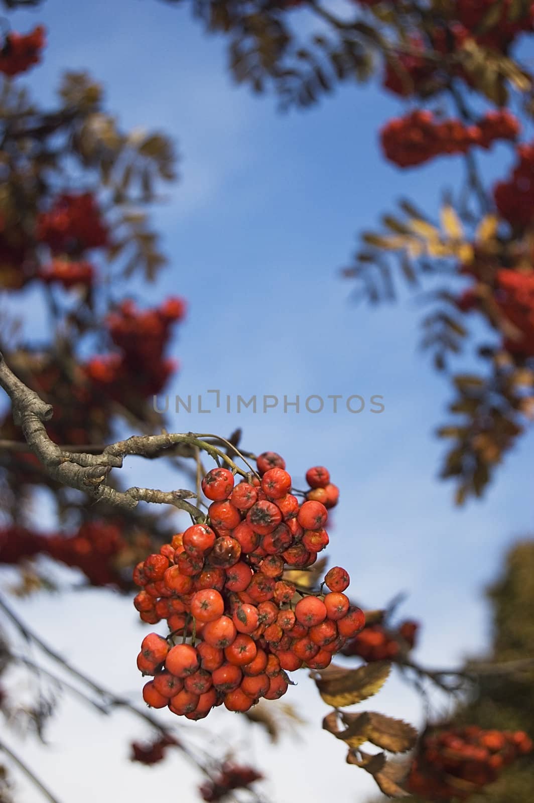 Red rowan berry fruits over blue sky.