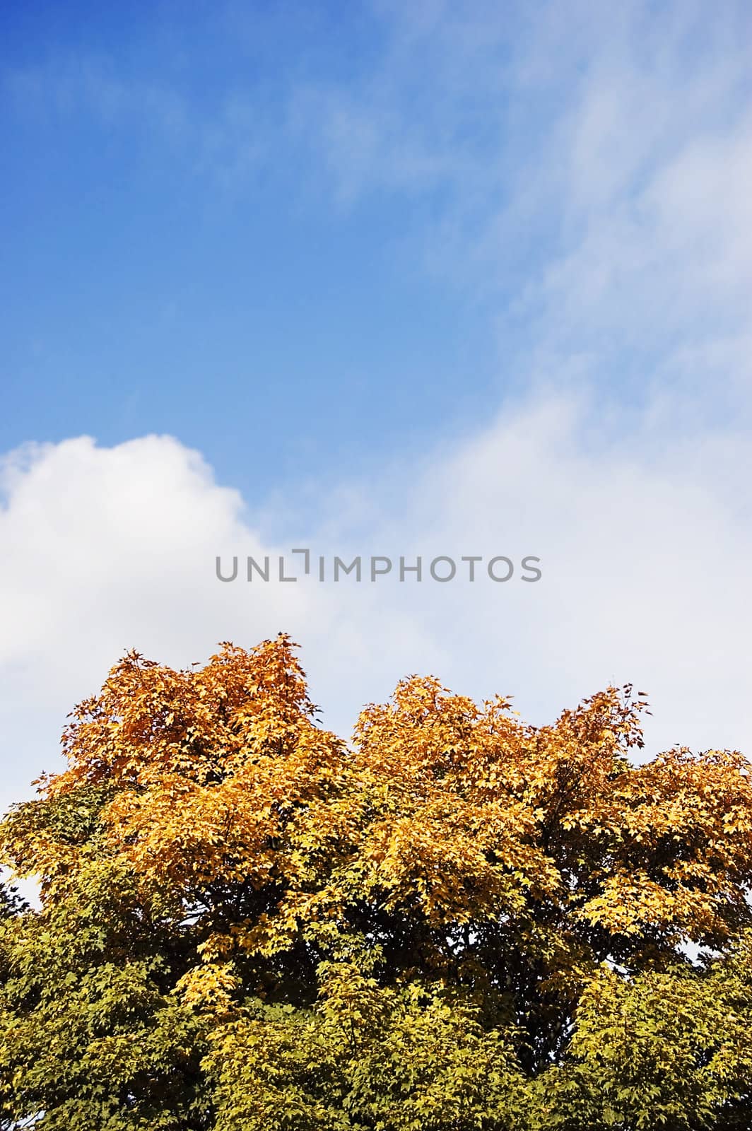 Autumn tree over sky by johnnychaos