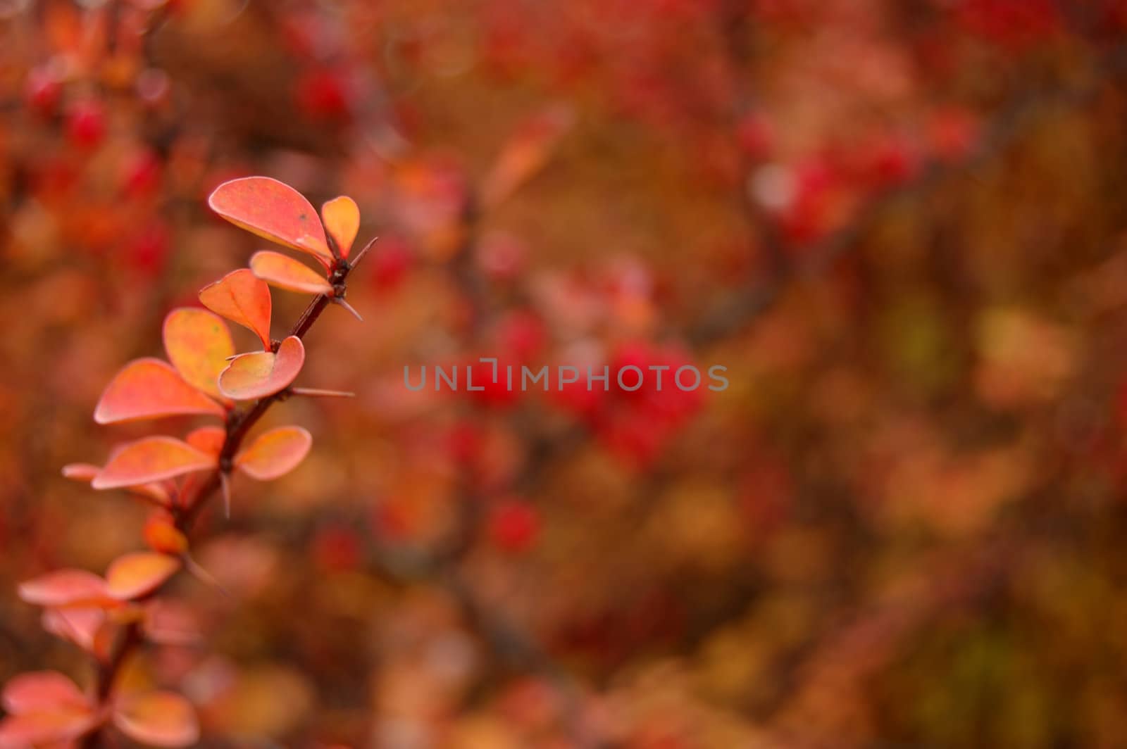 Polish golden autumn