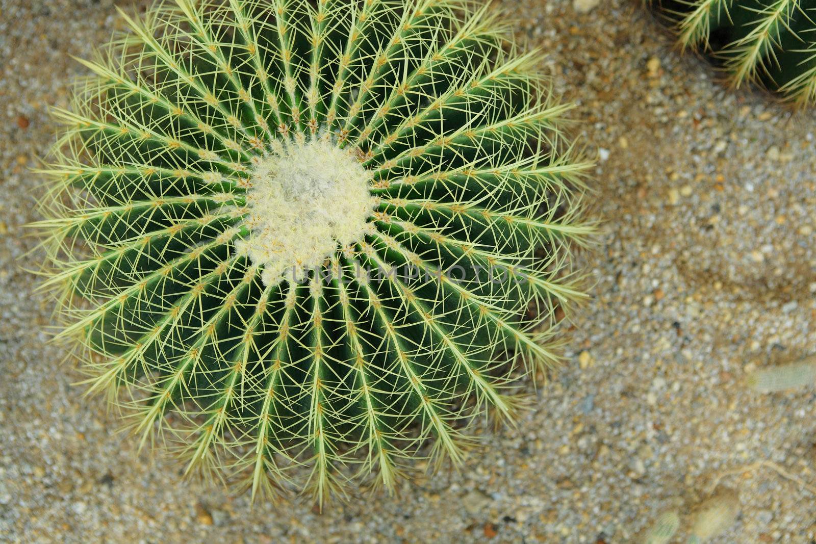 cactus
