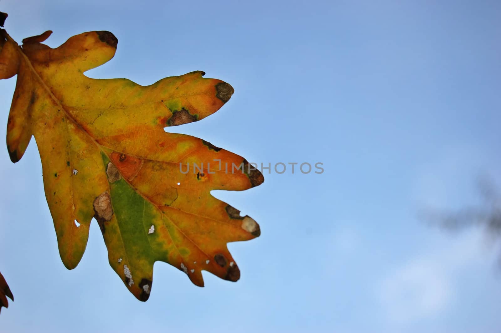 Beautiful autumn leaves against blue sky