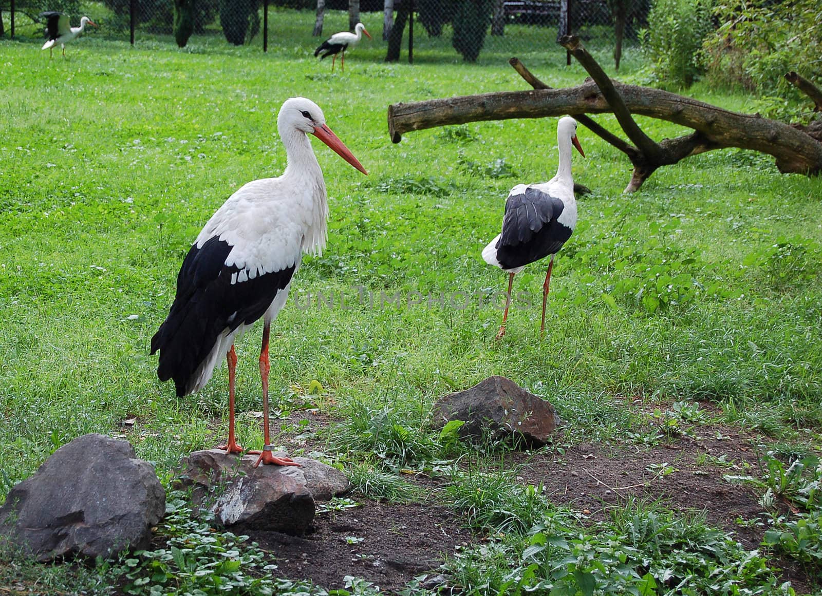 storks by johnnychaos