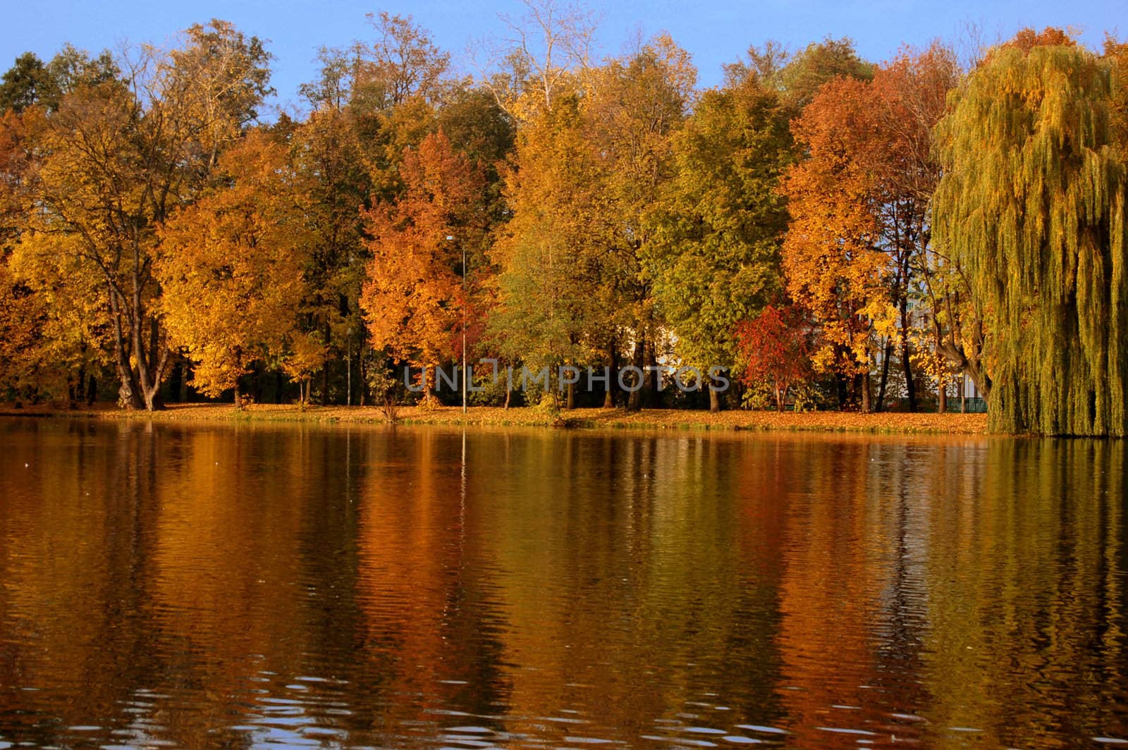 Colorful autumn scene