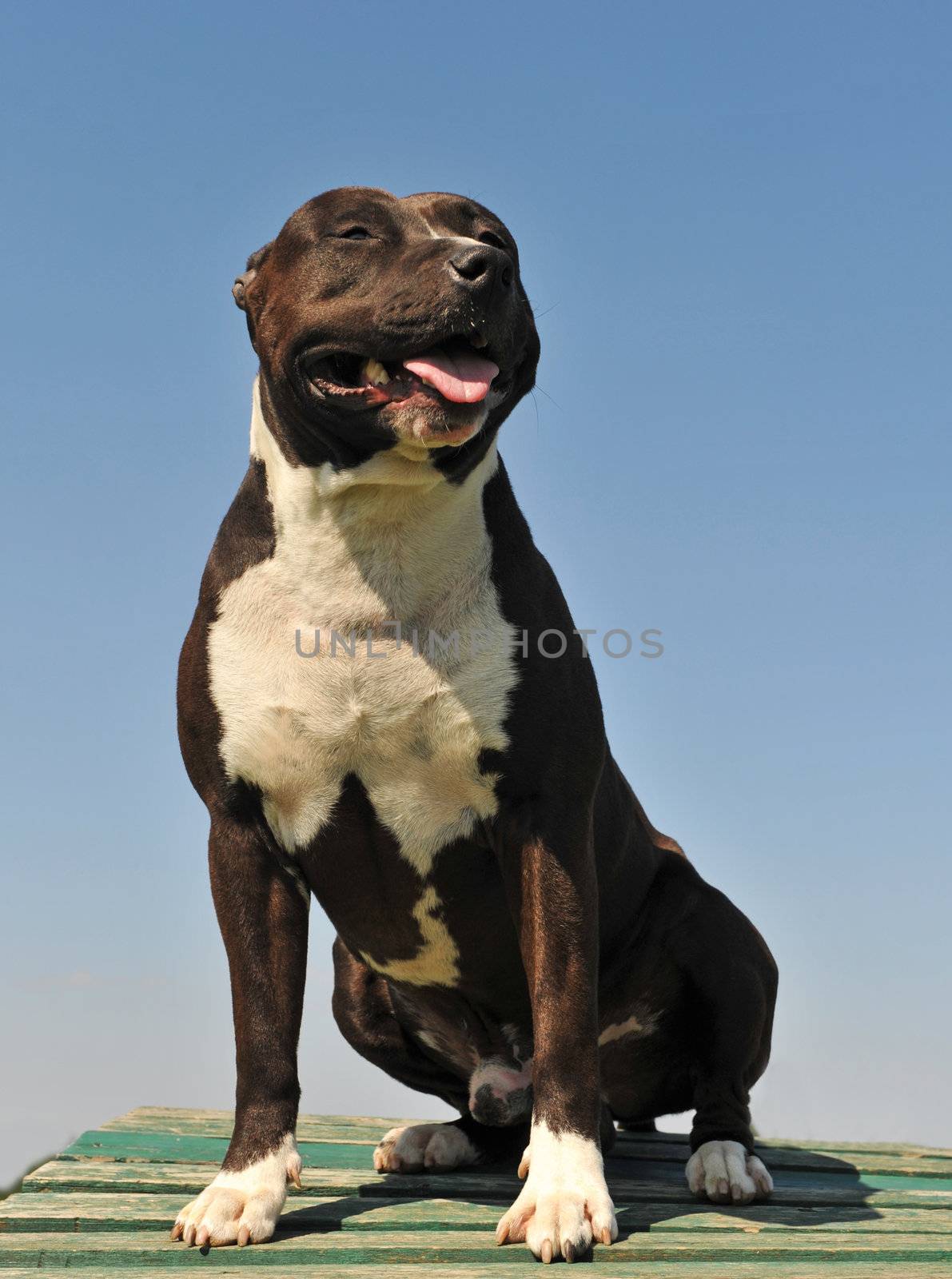 portrait of an american  staffordshire terrier in a blue sky