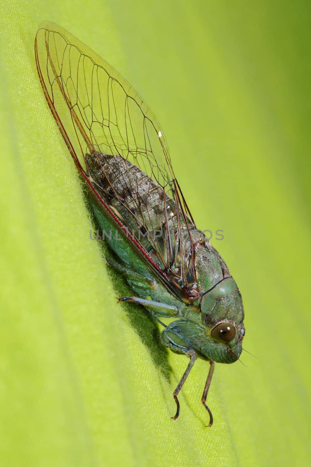 Macro shot full body of cicada
