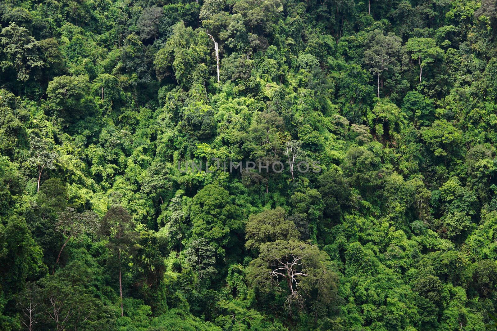 Trees in a rain forest growing in vally
