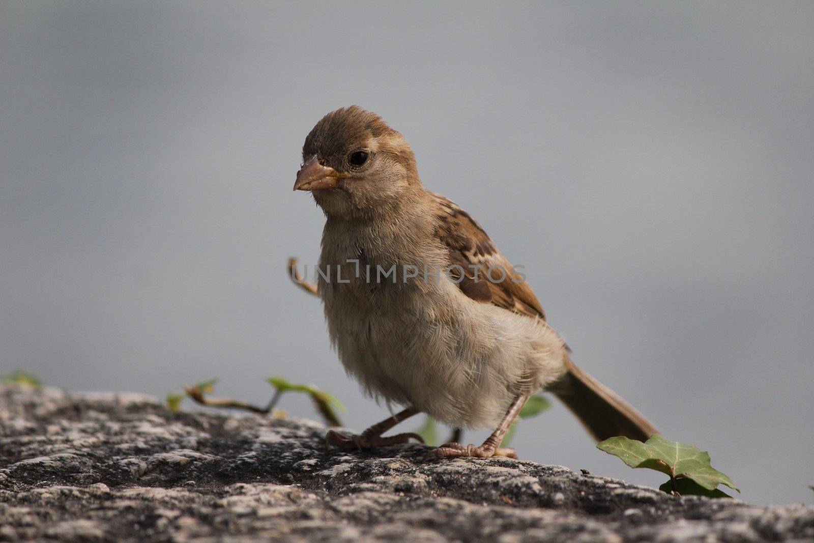 bird brown and white