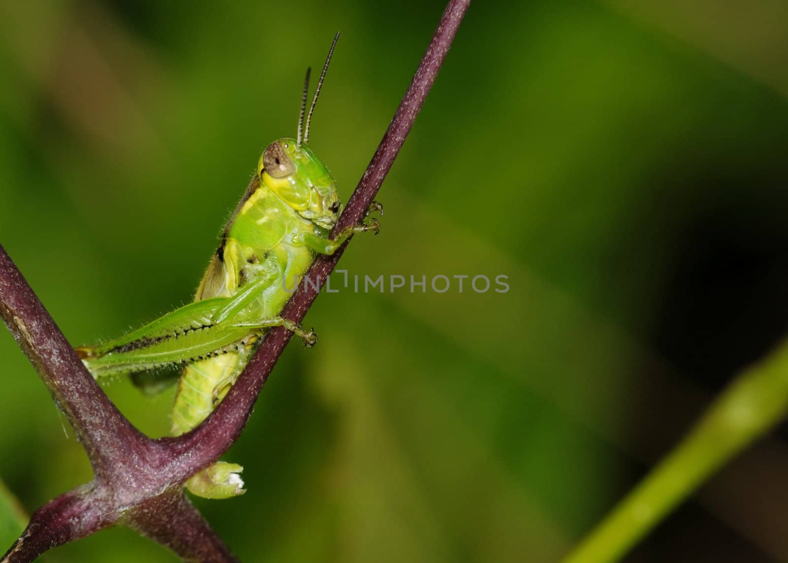 A grasshopper perched on a plant stem.