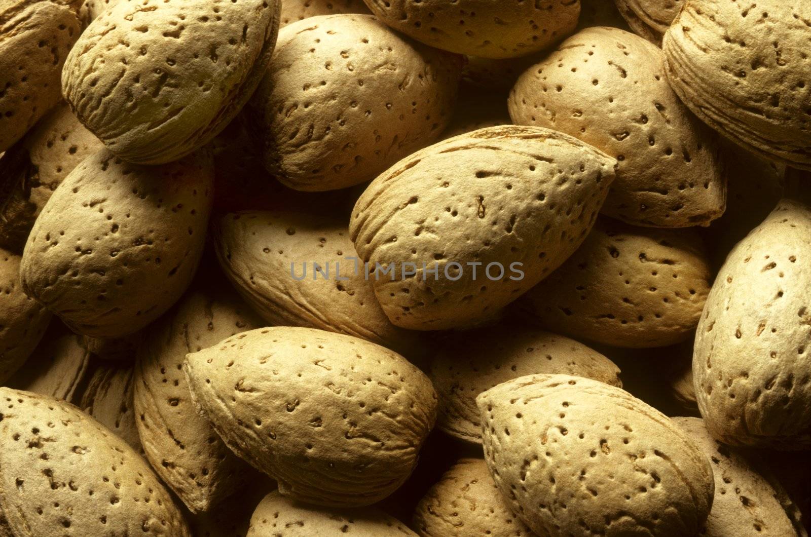 Almond tree nuts fill the frame closeup