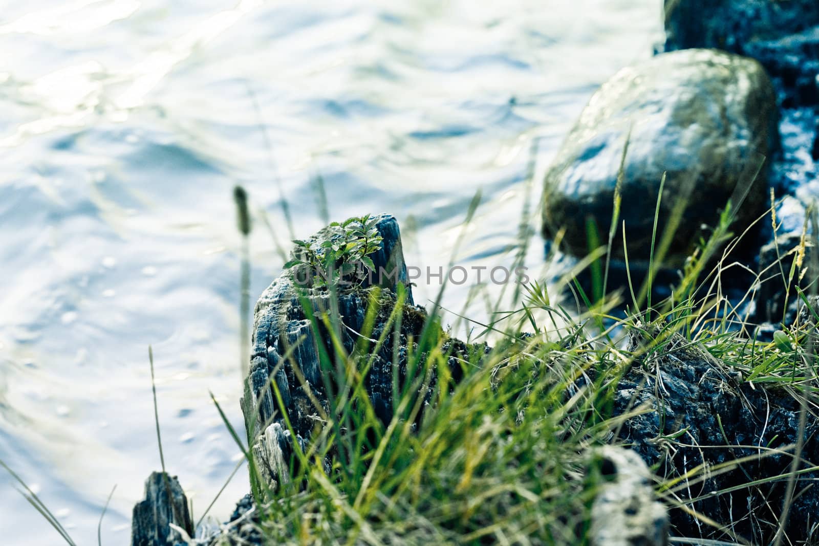 close up photo on a lakeshore, water, stone and an old trunk
