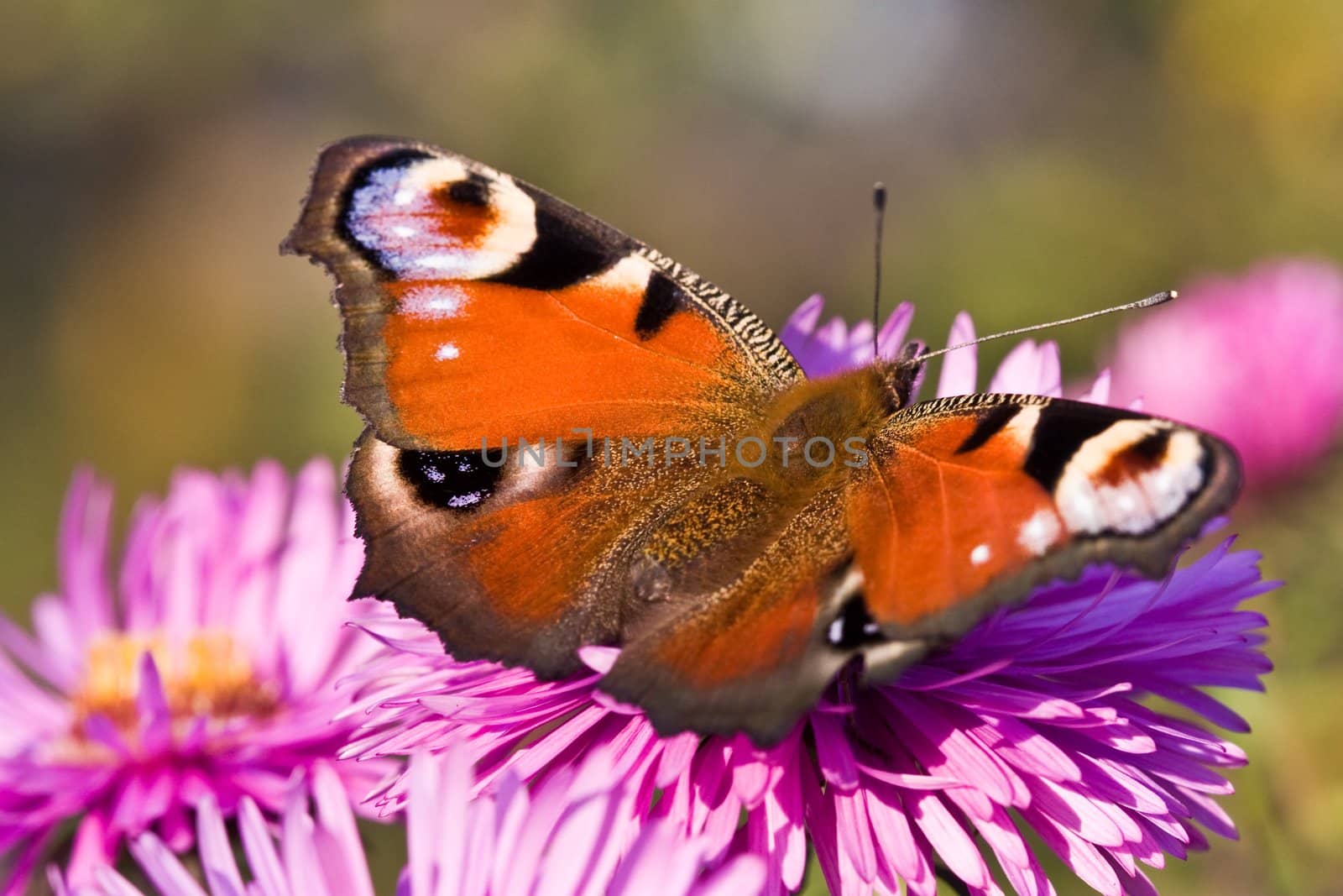 nature series: the butterfly on the pink flower