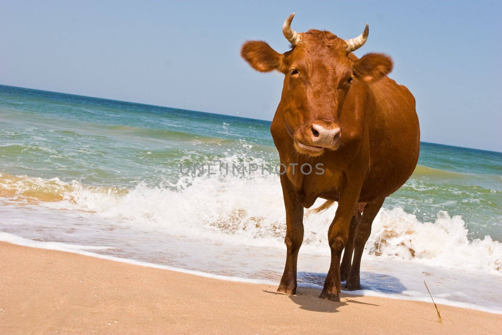 sunbathing cow by agg
