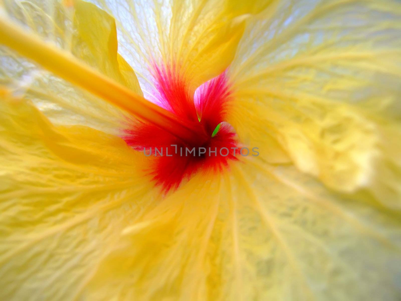 Flora Series - Macro detailed image of inner part of hibiscus flower
