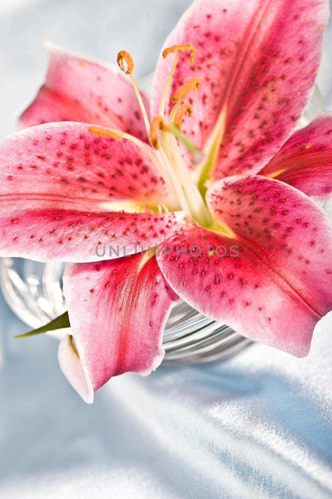 macro picture of pink lily, romantic mood