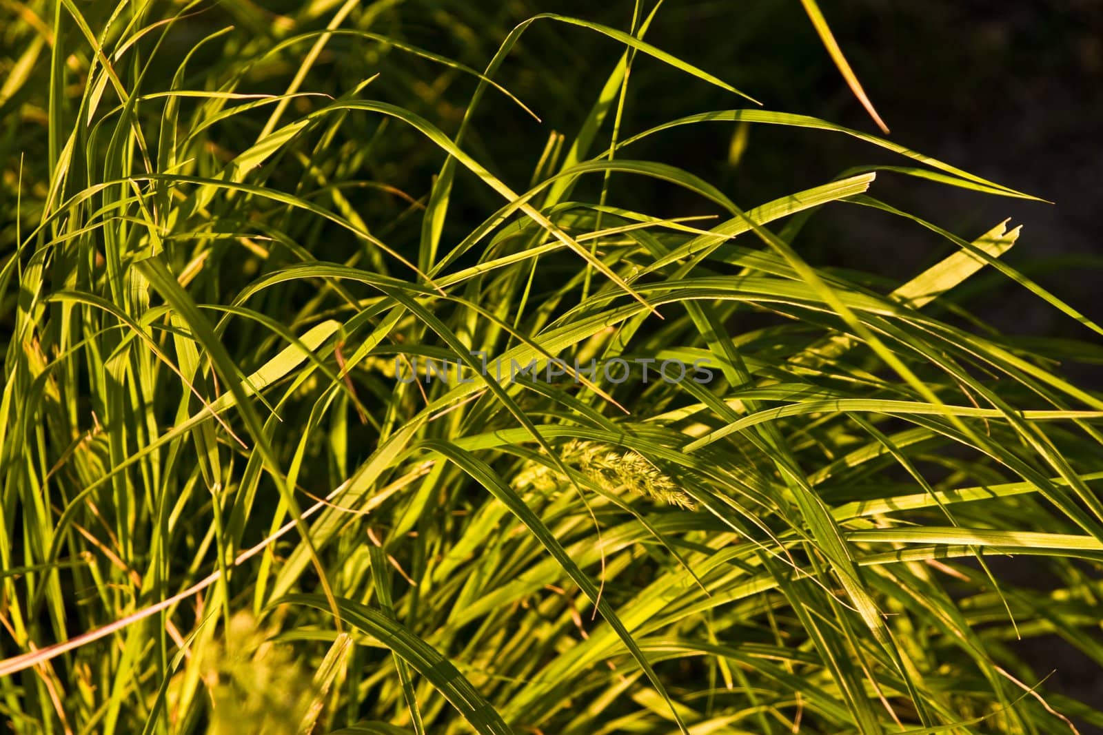 Texture series: background of green spring grass