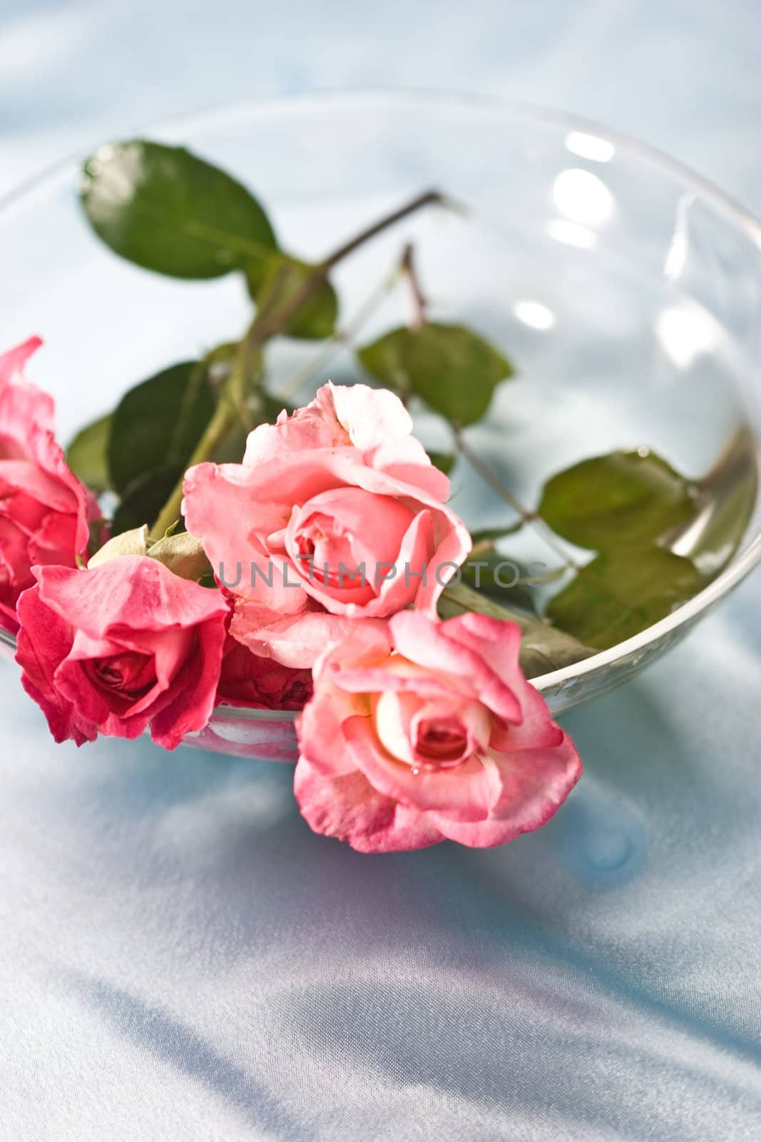 still life with tenderness roses on the blue silk