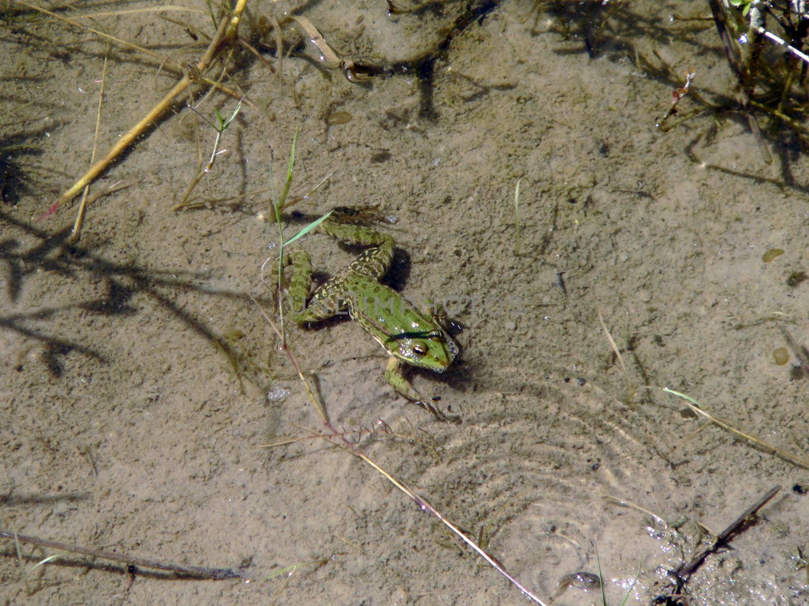 Frog with polliwog under water
