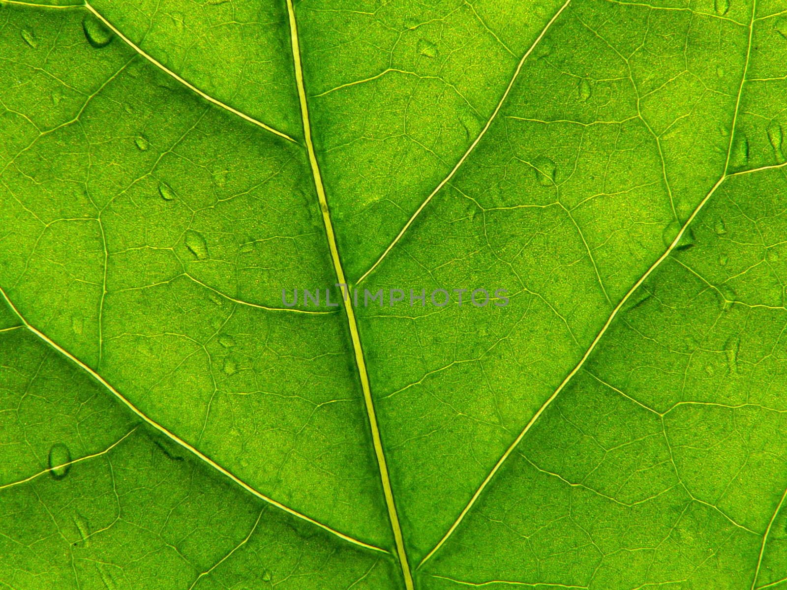 Green leaf with drop of rain