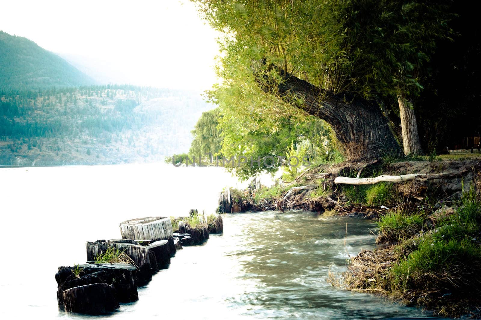 old tree trunks in a lake
