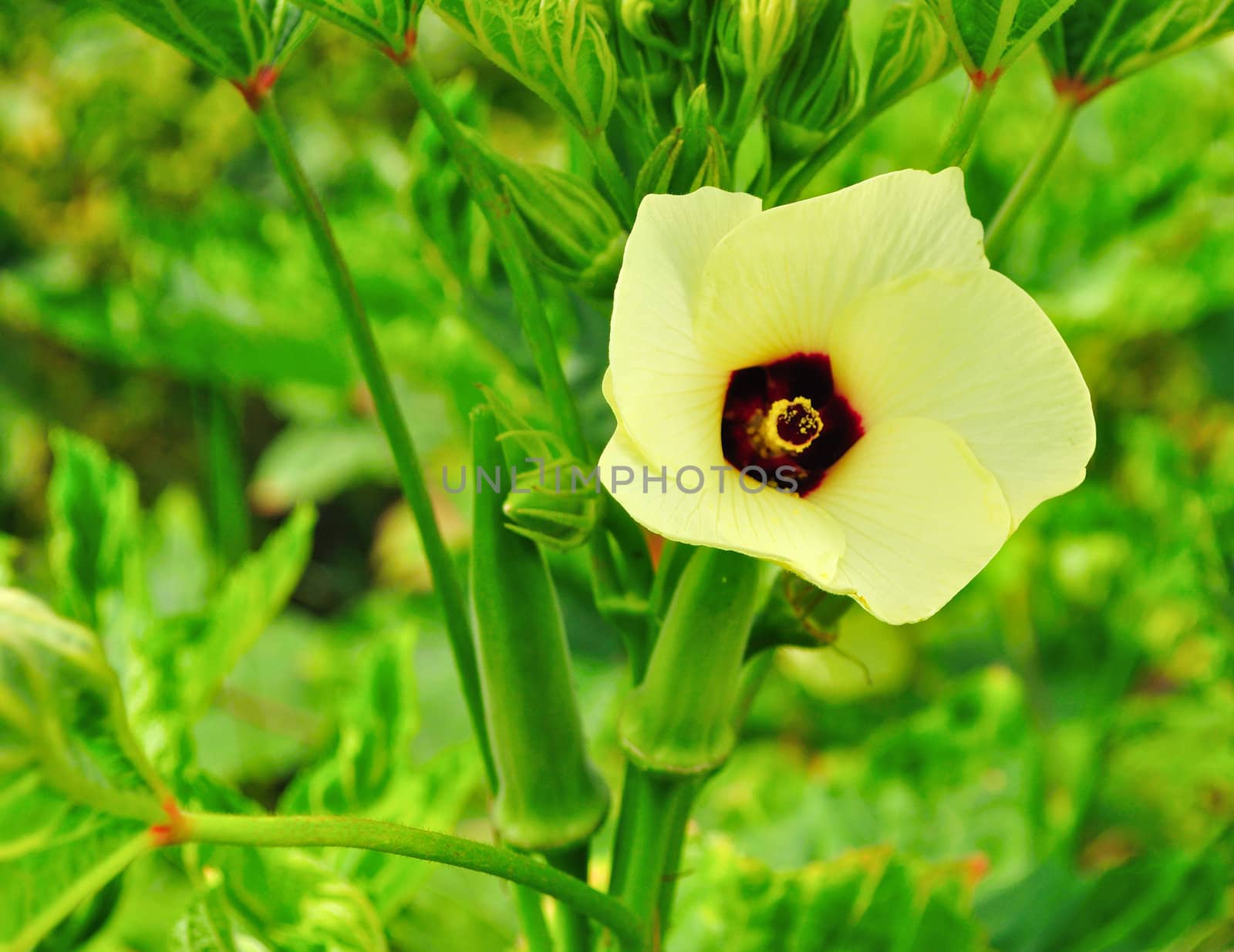 Okra flower by alvinb