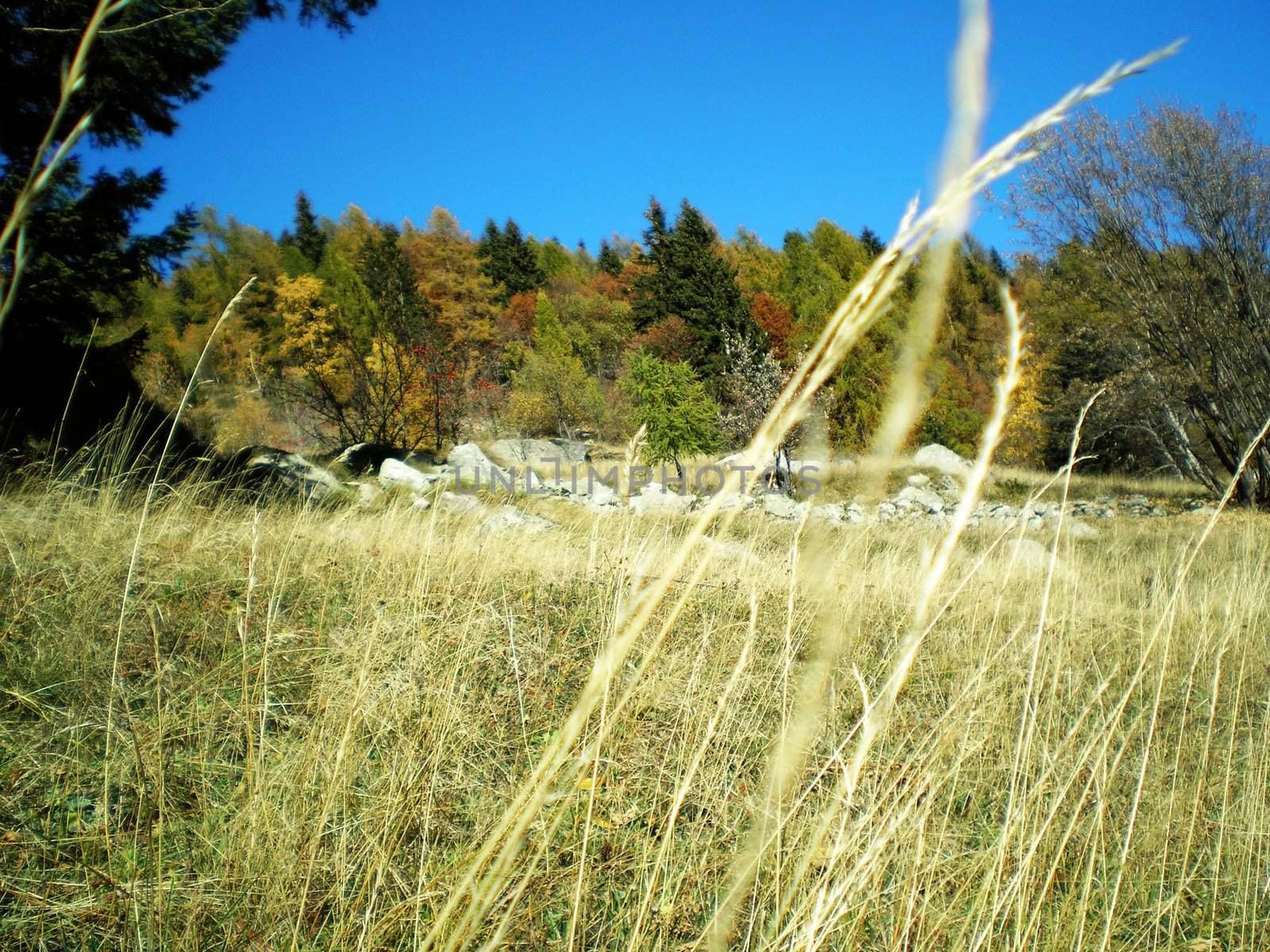 fields in autumn in valsesia
