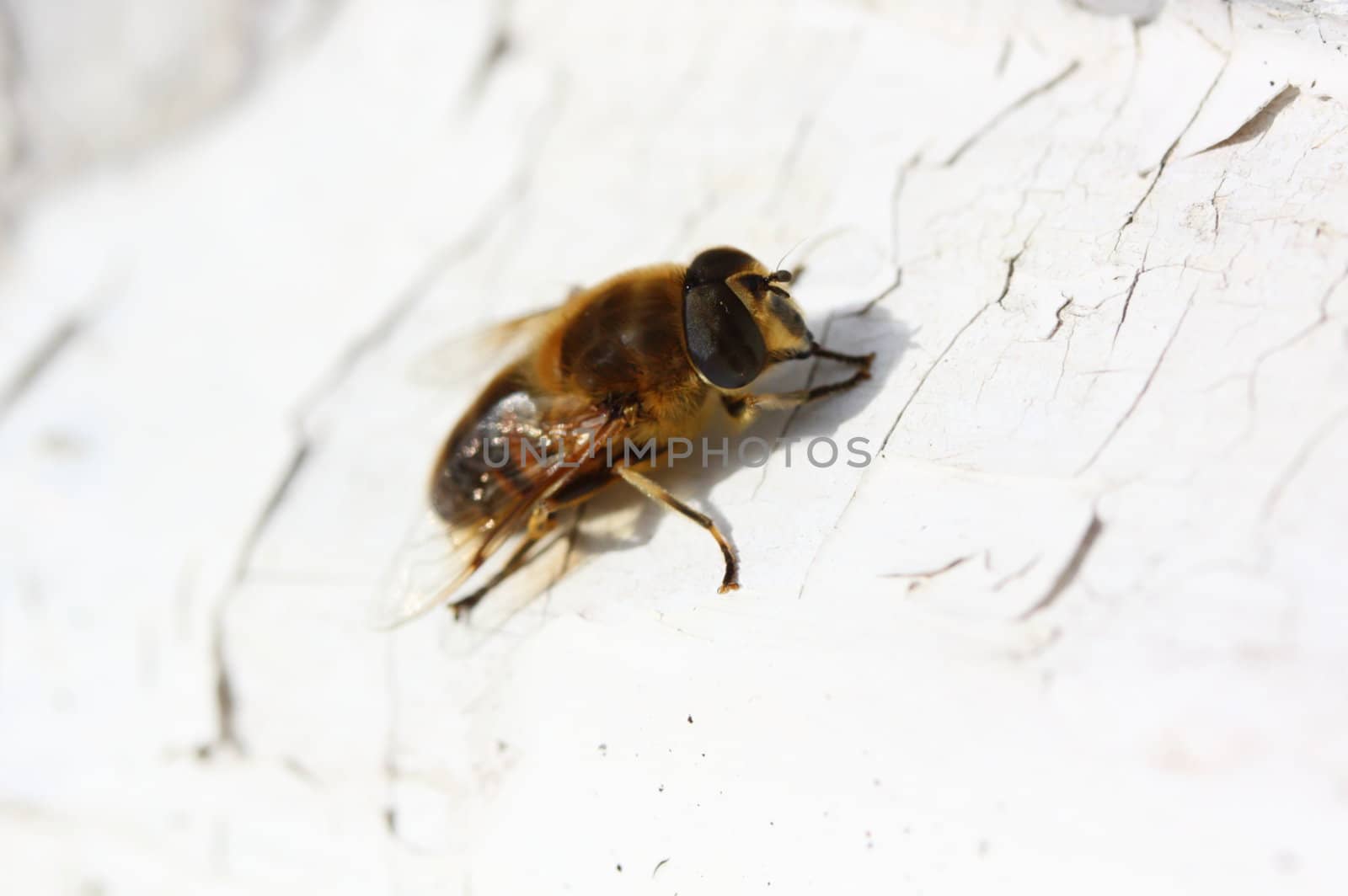 honey bee by mitzy