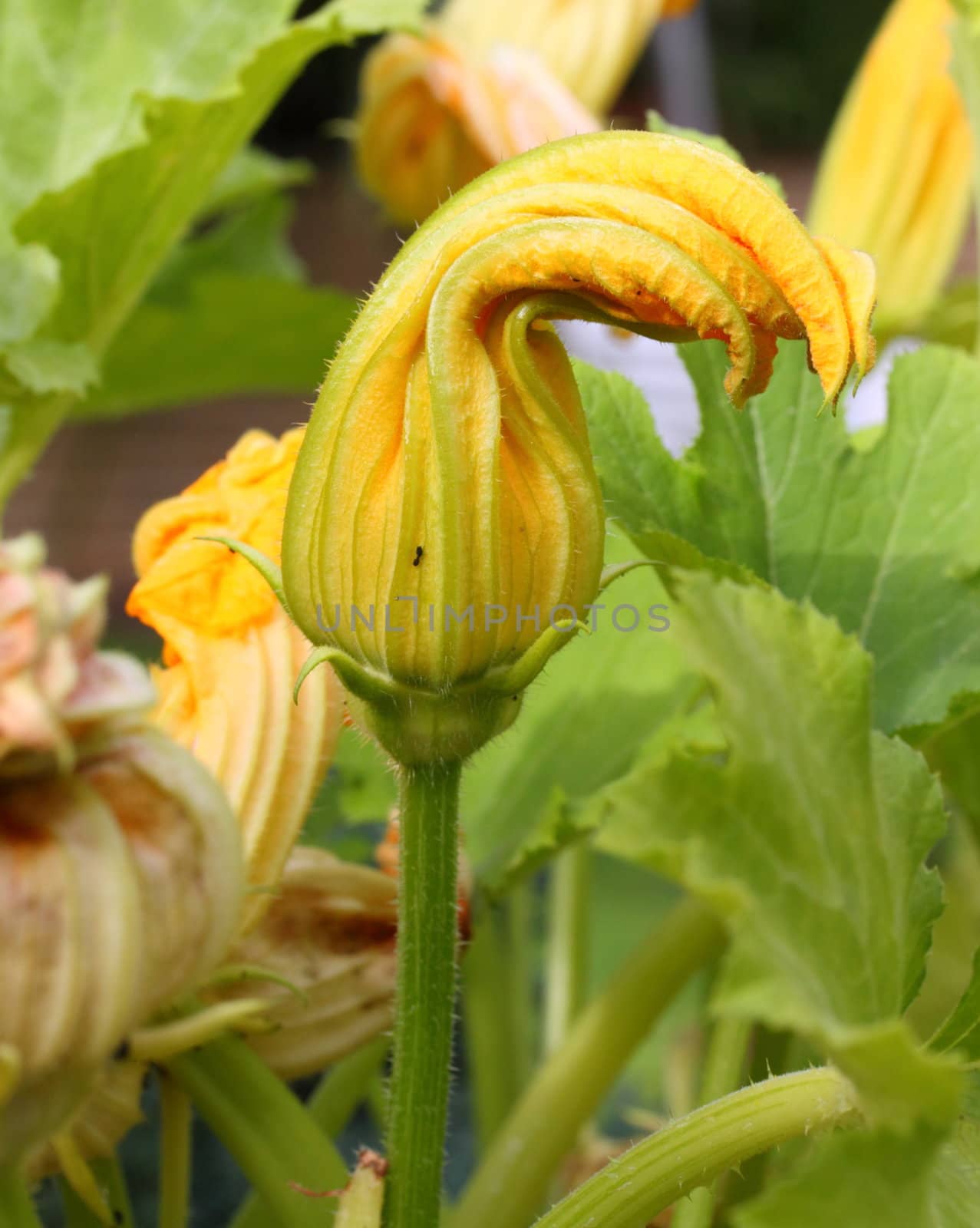 courgette flower