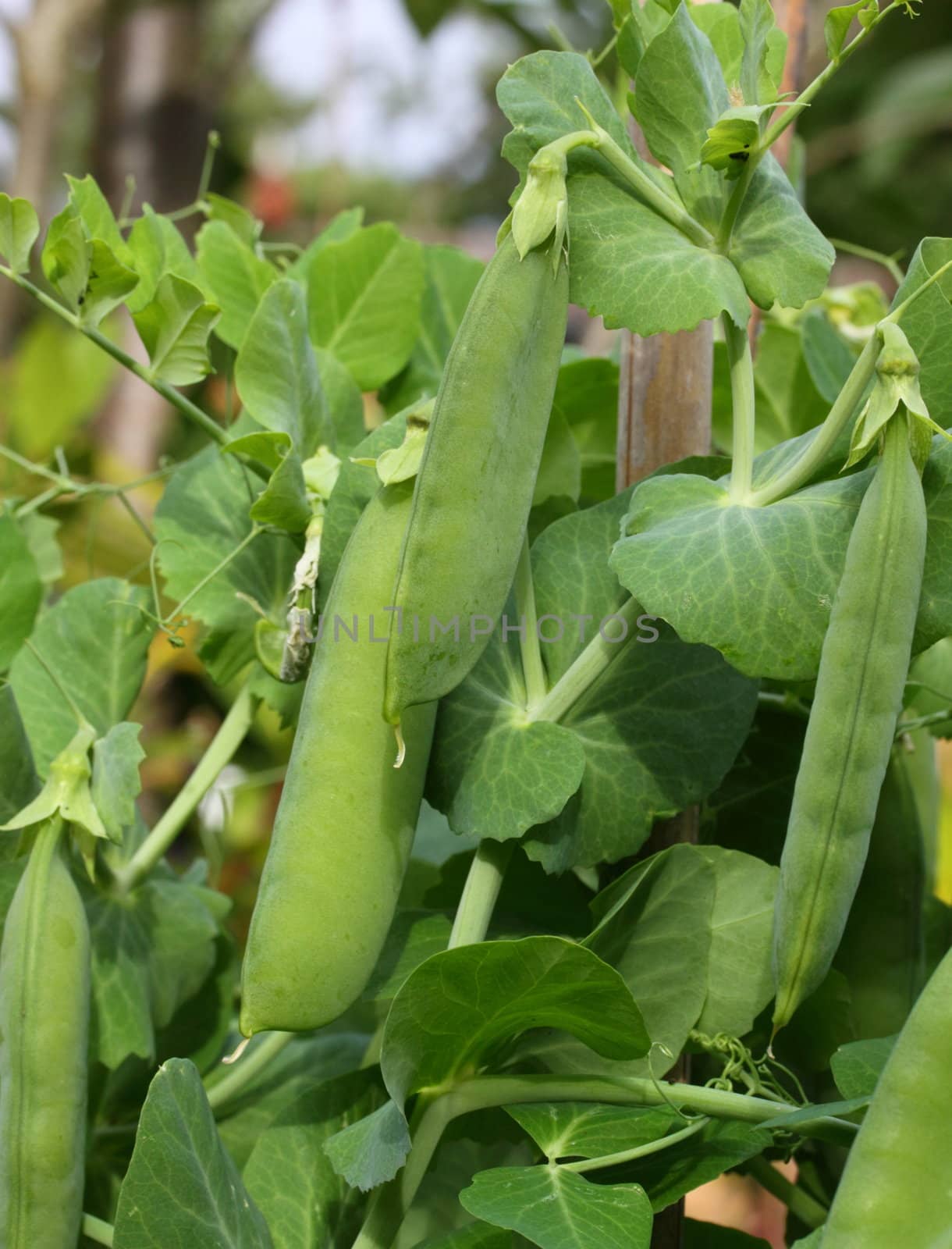 pea pods