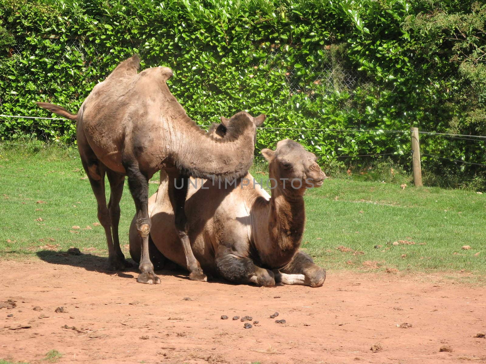 bactrian camels