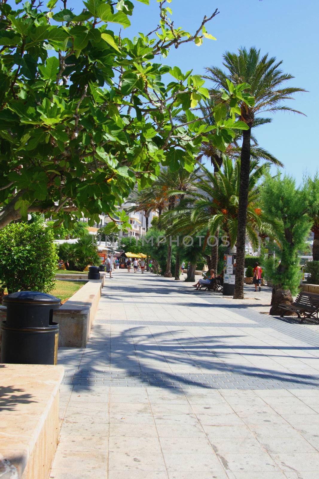Porto pollensa pinewalk mallorca