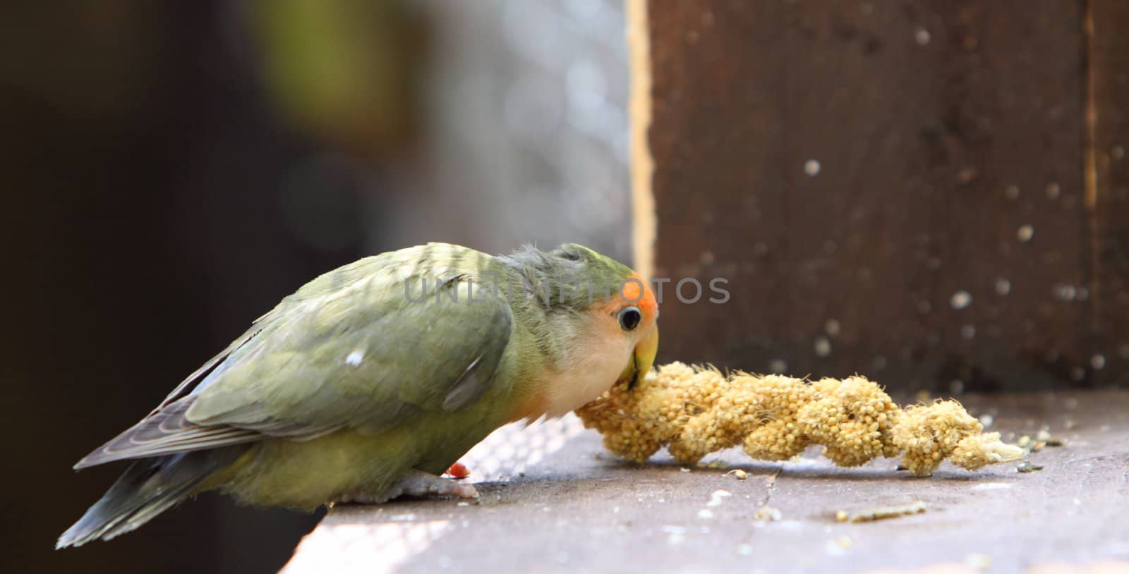 small parrot
