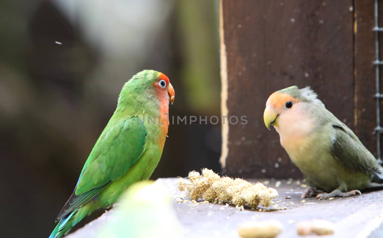 love birds