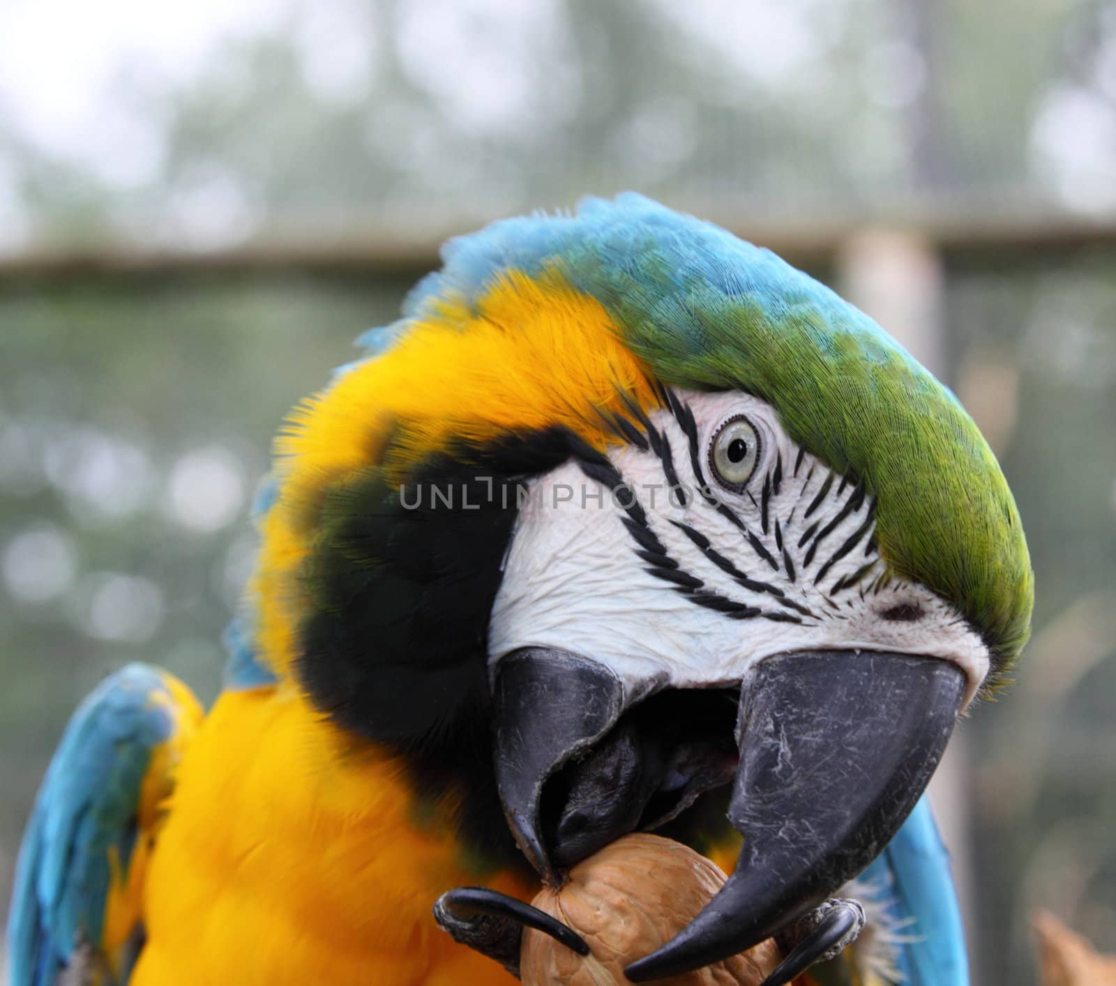 Blue and Green macaw