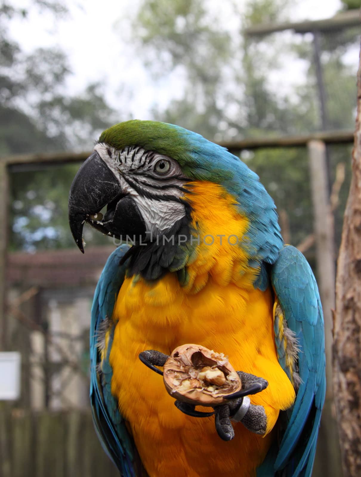 Blue and Green macaw