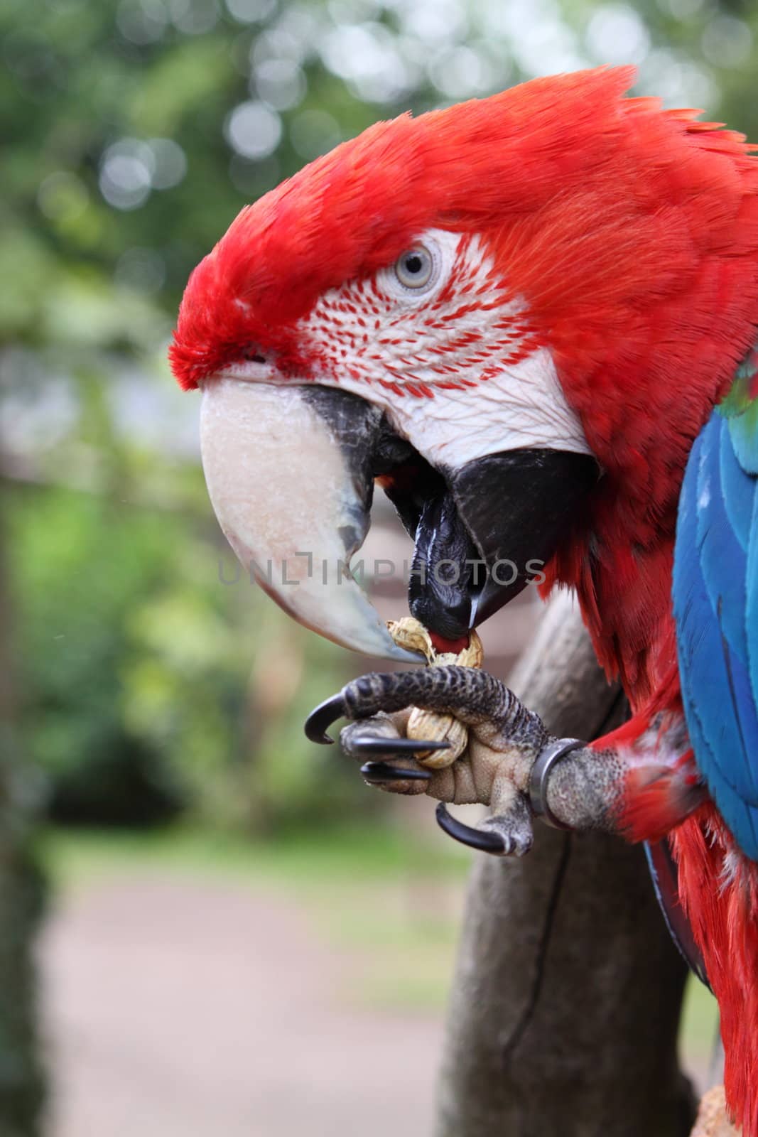 Scarlet Macaw