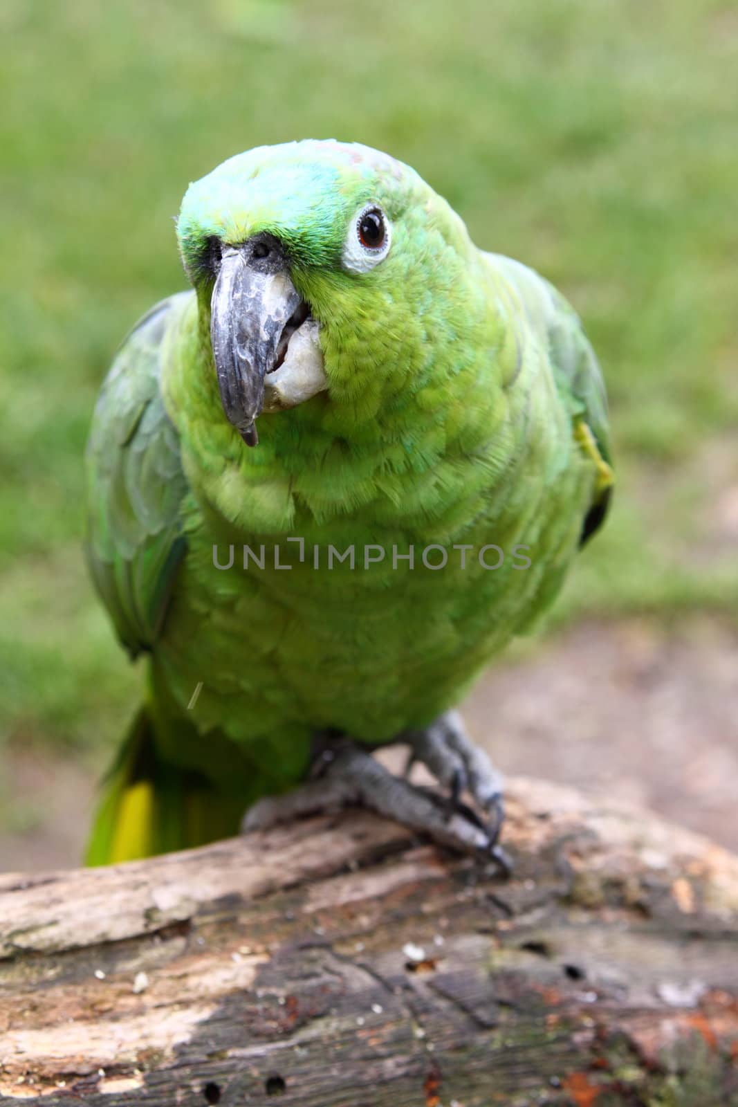 green macaw
