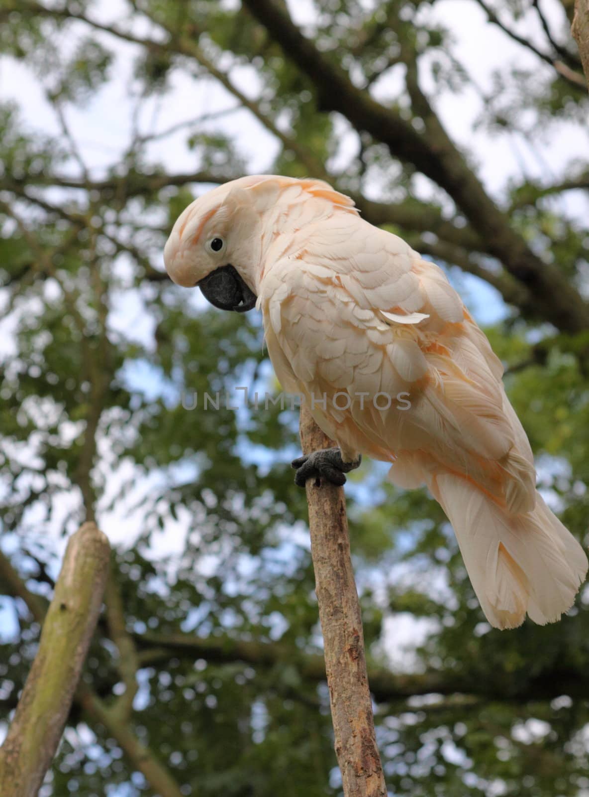 Cockatoo