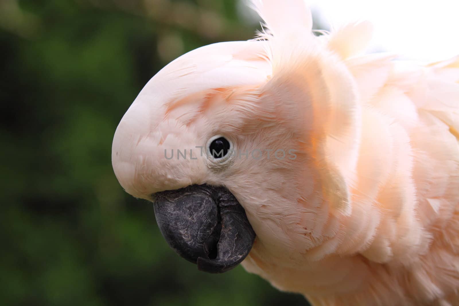 Cockatoo