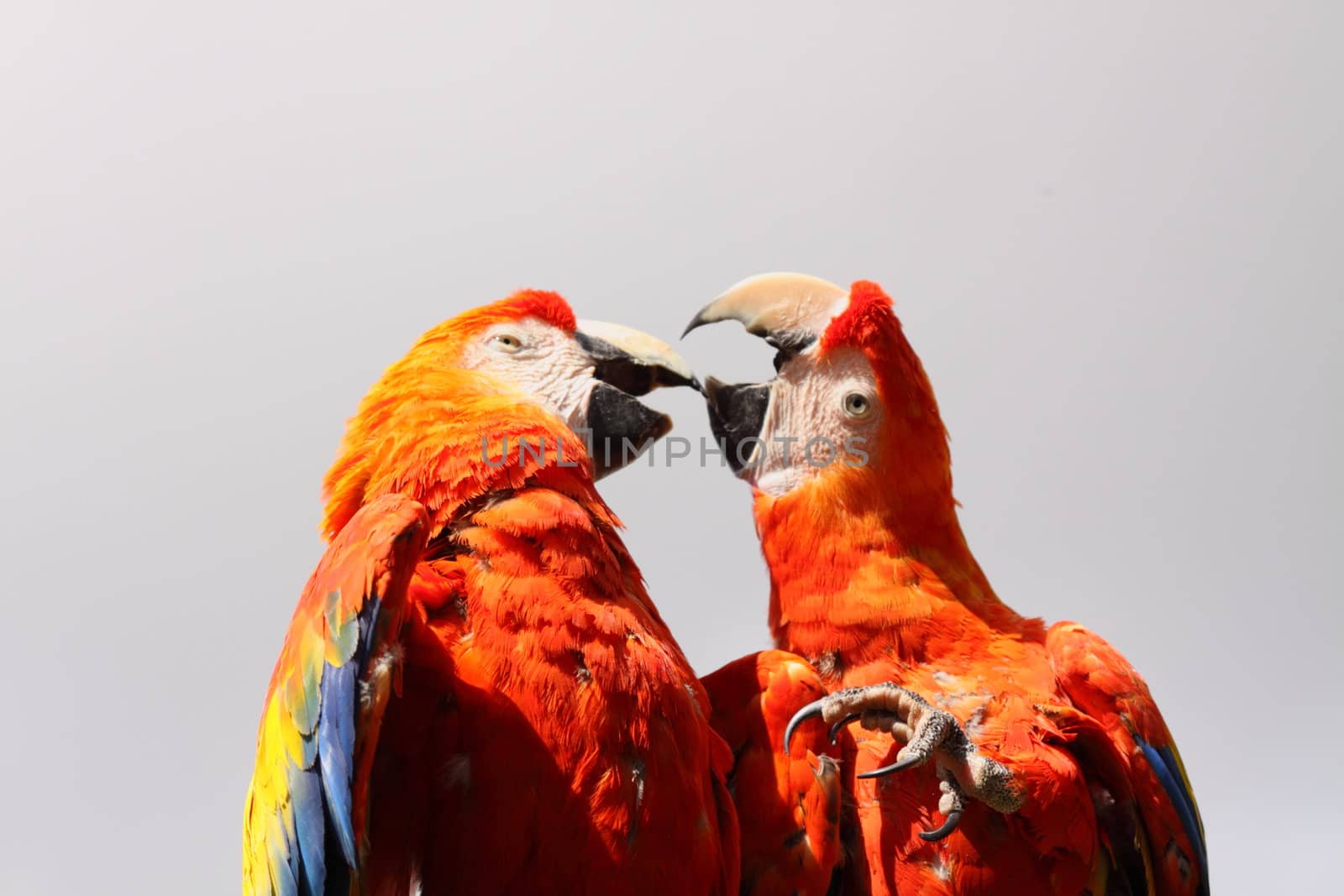 Scarlet Macaw